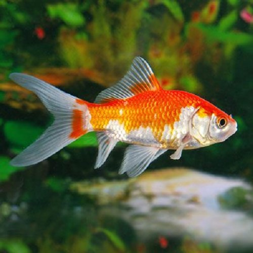 Carassius auratus - Comete sarassa 4-6 cm